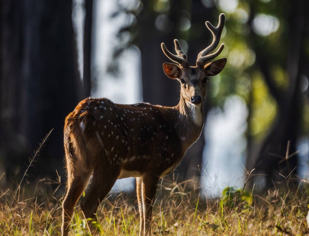Kanha Adventures
